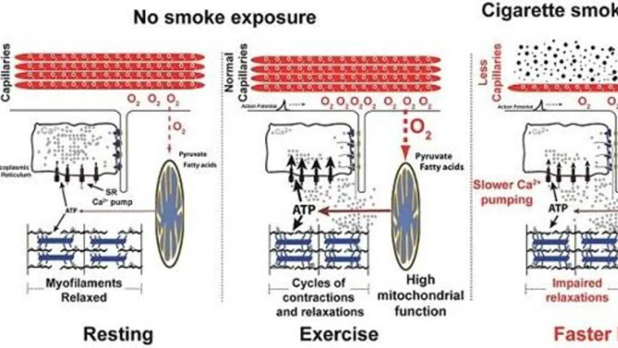 La exposición al humo del tabaco daña la funcionalidad de los músculos (izquierda)