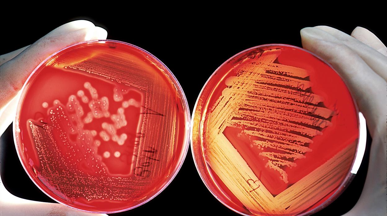 Resistencia a los antibióticos: todos somos responsables