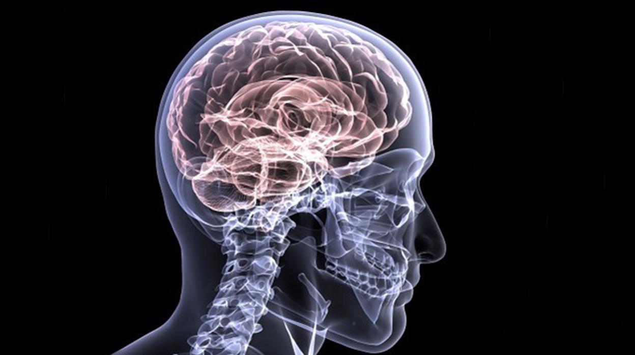 El nuevo estudio solo fue posible debido a las nuevas técnicas explorar células individuales en el cerebro