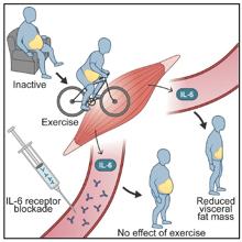 En las personas con ‘barriga’, la pérdida de la masa de tejido adiposo visceral mediada por el ejercicio requiere la señalización del receptor IL-6