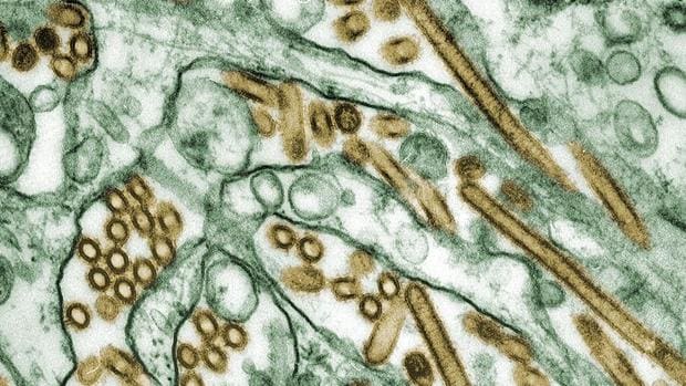 La epidemia de gripe prosigue su ascenso en España y afecta ya a 205 personas por cada 100.000 habitantes