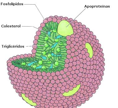 La proteína que predice el riesgo cardiaco en personas con colesterol familiar