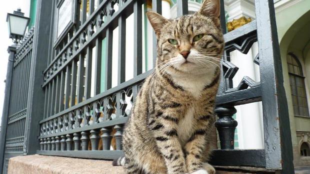 Un adolescente sufre un brote psicótico por una infección tras ser arañado por su gato