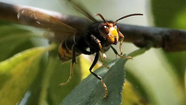 Doctor, ¿qué bicho me ha picado?