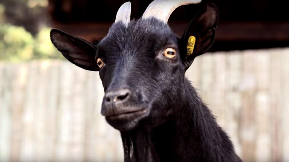 Científicos descubren la clave de la longevidad de las especies