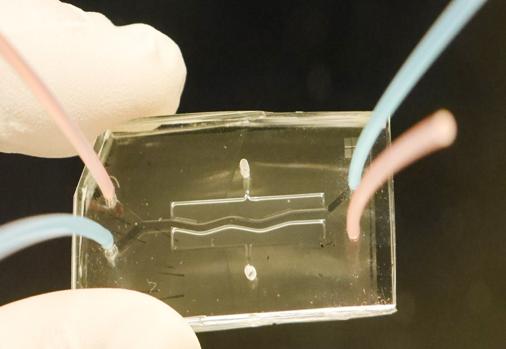 El páncreas humano en un chip para tratar la fibrosis quística