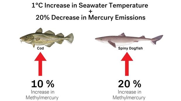 El cambio climático aumenta la exposición humana mercurio del pescado