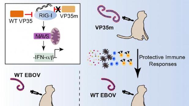 Consiguen inmunizar a monos frente al Ébola tras inocularles el virus con una mutación
