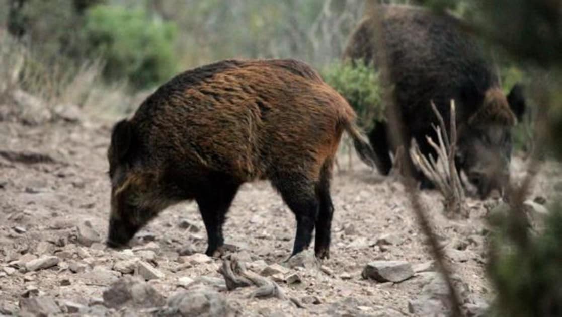 La triquinosis en España actualmente está relacionada con la ingesta de jabalí o cerdo sin control sanitario