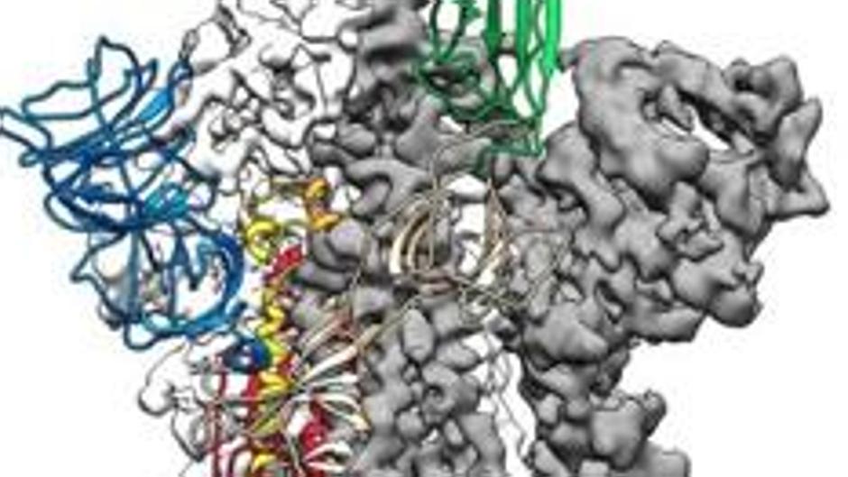 Investigadores crean el primer mapa tridimensional de la proteína esencial para fabricar vacunas