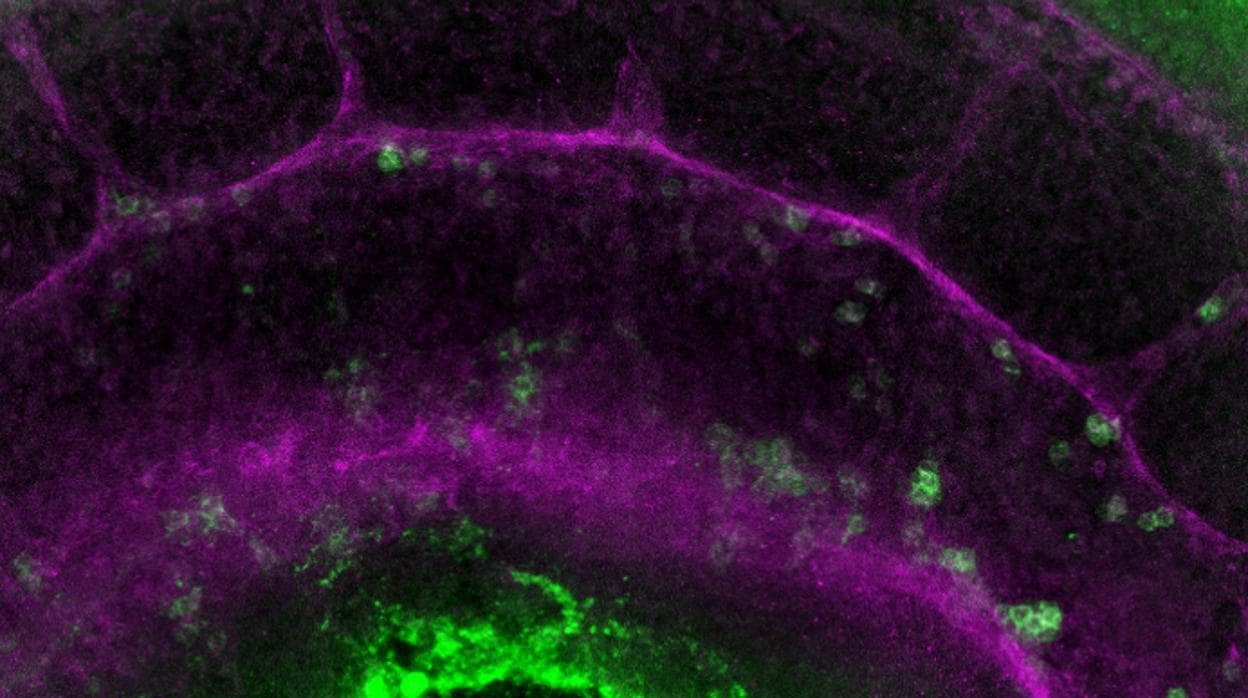 Reconstrucción de una aorta de embrión de raton (en lila) dónde se observan les células de la sangre que se estan formando (verde)