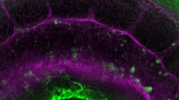 Nuevo paso en la creación de células madre de la sangre en el laboratorio