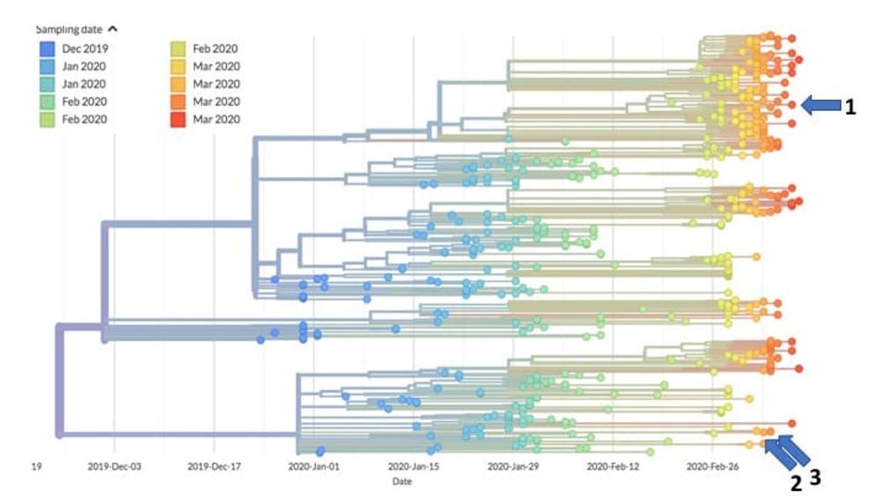 El gráfico muestra 566 de los 566 genomas entre Dic. 2019 and Mar. 2020.