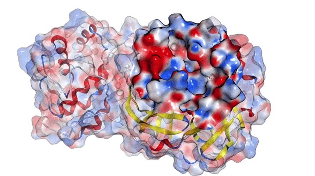 Representación esquemática de la proteasa del coronavirus.