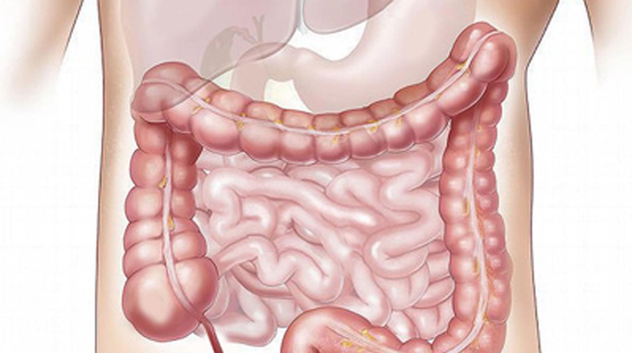 Patentada una bacteria intestinal para tratar la depresión y la ansiedad