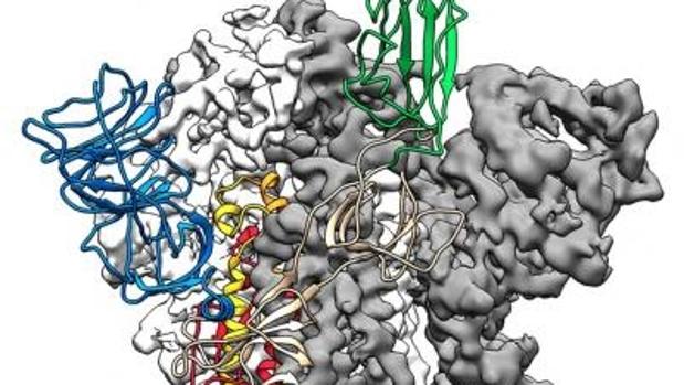 Los anticuerpos de un paciente recuperado del SARS inhiben el nuevo coronavirus