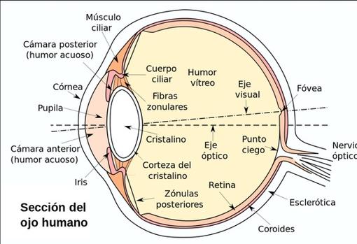 Esquema de la sección del ojo humano