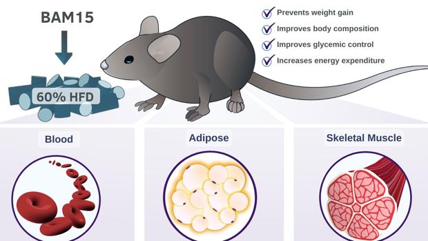 BAM15, la proteína que quema energía y adelgaza