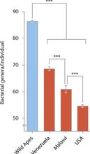 Disminución de la diversidad de microbiomas intestinales humanos entre las diferentes poblaciones: promedio de genes bacterianos observados por individuo en monos salvajes y en poblaciones humanas (las barras de error corresponden a IC al 95 % y los asteriscos indican diferencias significativas con P < 0,001). Según Moeller et al. (2014). D’après Moeller et al. (2014)