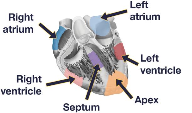 El atlas más completo del corazón humano desvela sus secretos más ocultos