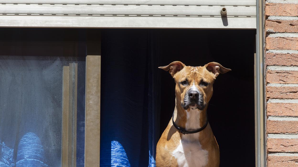 Vivir con un perro y comprar con entrega a domicilio fueron factores de riesgo para contraer el coronavirus durante el confinamiento en España