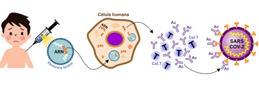 Cómo funciona una vacuna ARN. Los investigadores toman parte del ARN del virus y lo recubren con un lípido para que pueda introducirse en las células corporales mediante una inyección intramuscular. La vacuna ingresa en las células y el ARN les ordena que produzcan las proteínas de la espiga del coronavirus. Eso hace que el sistema inmunológico produzca anticuerpos (AC) y active las células T para destruir las células infectadas. Si el paciente tiene coronavirus, los anticuerpos y las células T se activan para combatirlo