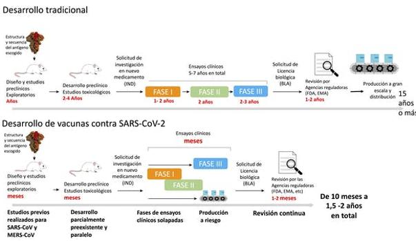 Esquema del proceso de desarrollo de vacunas anteriores y posteriores a la pandemia por COVID-19. Adaptado y traducido de Krammer (Nature, 2020) por Mercedes Jiménez.