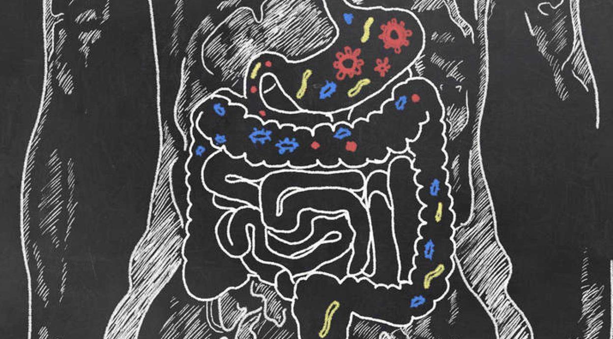 Flora intestinal