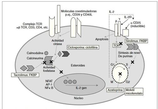 Lugares de acción de algunos agentes inmunosupresores. Tomado de Enferm Infecc Microbiol Clin 2007;25(2):143-54.