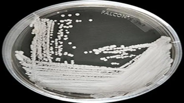 EE.UU. registra dos brotes del peligroso hongo Candida auris resistente a todos los medicamentos