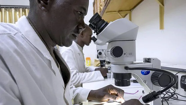 Malaria, próximo objetivo de las vacunas de ARNm