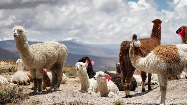 Nanocuerpos de llama para evitar infecciones postrasplante