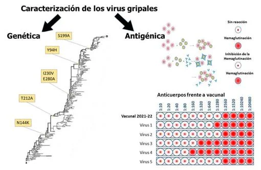 Caracterización de los virus gripales