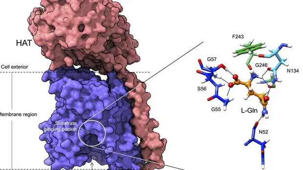 Científicos españoles determinan el modo de acción de proteínas esenciales  implicadas en el cáncer y en el alzheimer