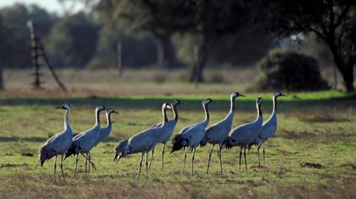 Gripe aviar H5N1: una amenaza latente que debemos vigilar