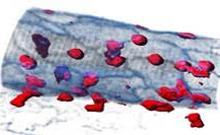 Ejemplo de neutrófilos (rojos) dentro de un capilar sanguíneo (azul) capturados por microscopía intravital