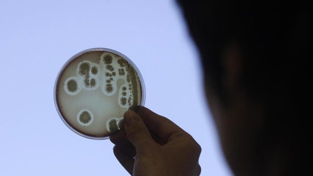 Las bacterias superresistentes mataron en 2019 a más personas que el cáncer y el sida juntos