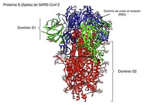 Proteina S (Spike)