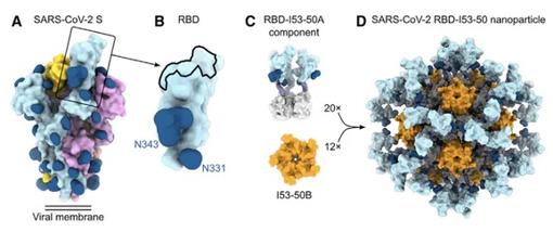 Nanopartícula con péptidos de la región RBD de la proteína S. CELL. Elicitation of Potent Neutralizing Antibody Responses by Designed Protein Nanoparticle Vaccines for SARS-CoV-2