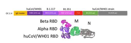Representación esquemática de la vacuna de DNA universal contra SARS-CoV-2. Novel universal SARS-CoV DNA vaccine inducing neutralizing antibodies to huCoV-19/WH01, Beta, Delta and Omicron variants and T cells to Bat-CoV