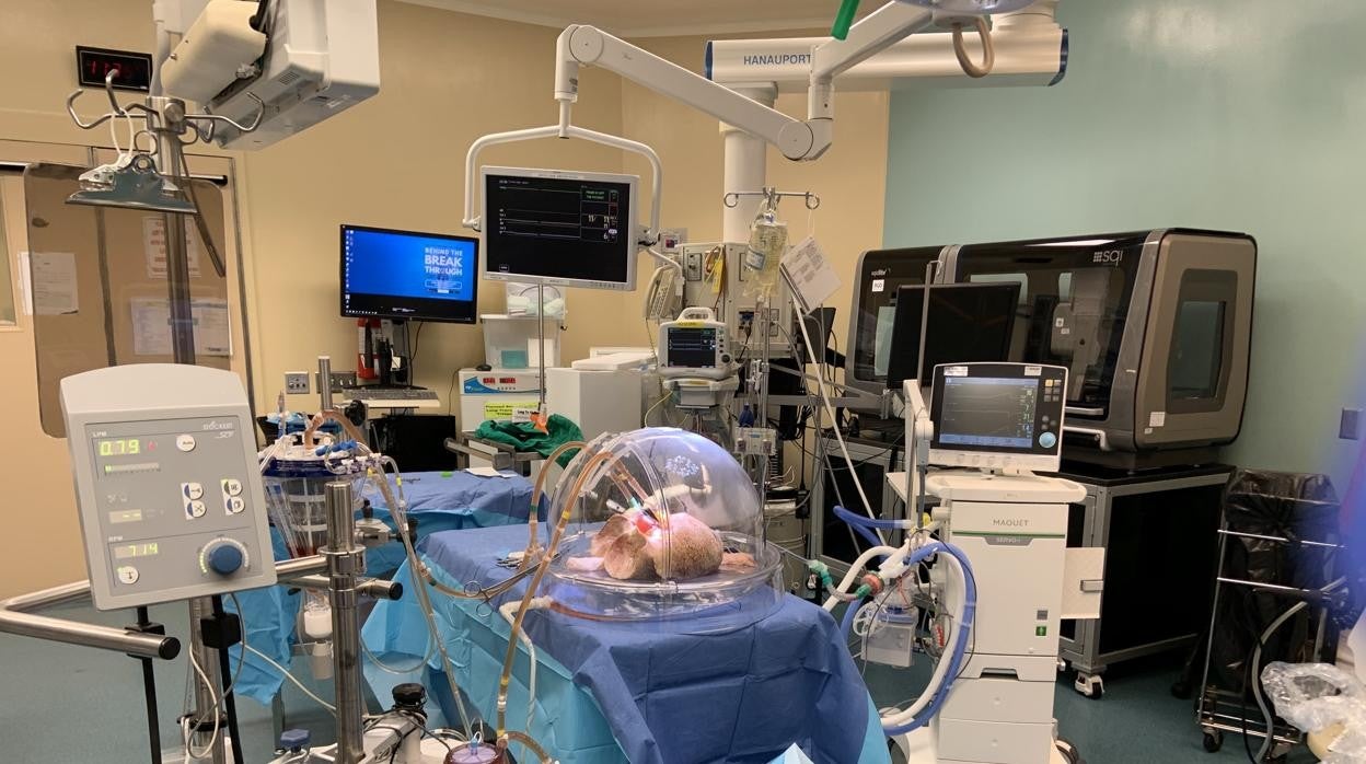 Órganos de tipo de sangre universal