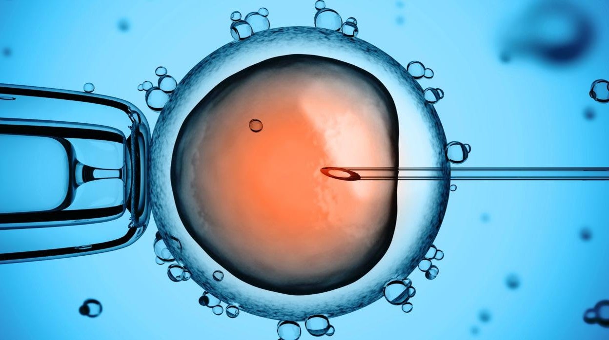 Fecundación Vitro