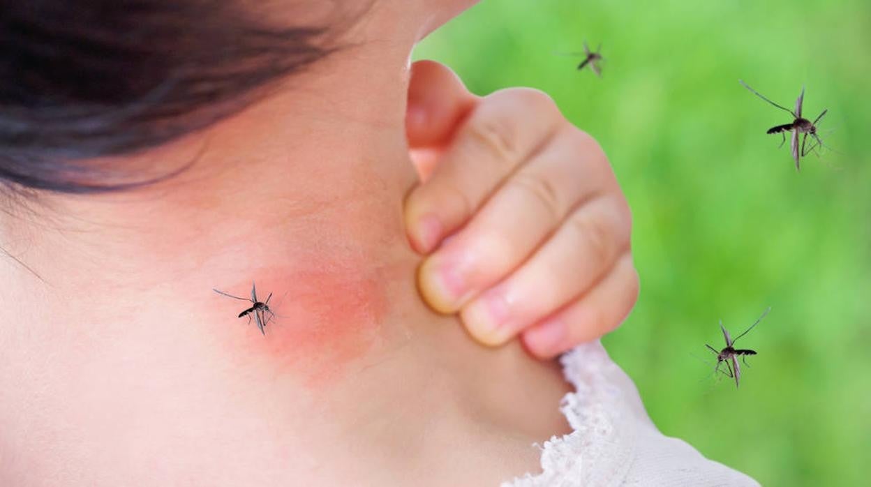 Los mosquitos prefieren el color rojo