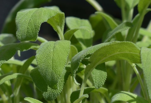 Planta de salvia