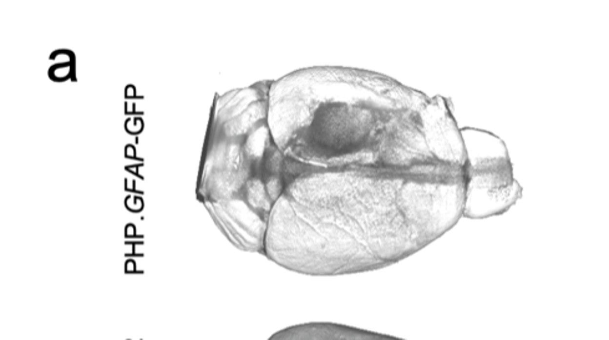 La imagen superior muestra un cerebro de ratón sin tratar después de un impacto controlado, el sitio del daño se puede ver por el sitio del impacto circular oscuro. el cerebro inferior es de un ratón tratado 14 días después del impacto, la ausencia de un sitio de impacto visible muestra el éxito del tratamiento para prevenir la pérdida de tejido cerebral