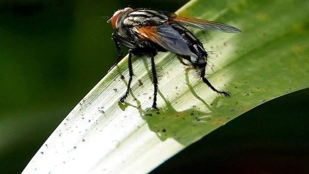 ¿Qué patógenos puede llevar consigo la mosca negra?