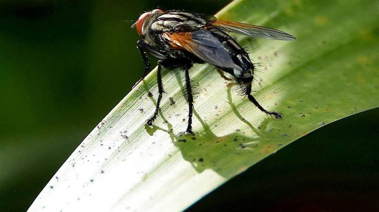 La mosca negra prolifera en zonas cálidas y húmedas