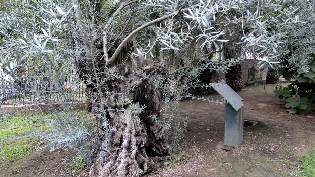 Sevilla desconocida: Jardines de la Caridad