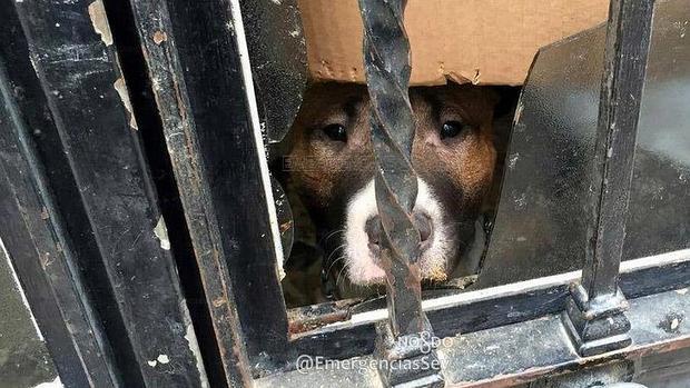 Los perros abandonados en Cerro Amate eran alimentados a través de un cristal roto