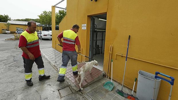 Empleados municipales del Zoosanitario de Sevilla